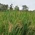 Mount Lawu Is Beautiful In The Morning Mountain Farmer Nature Live Mountains Song Love Cover