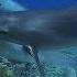 Волшебное царство дельфинов Dolphins Faery
