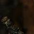The Beast Lets Belle To Come To Her Father From Beauty And The Beast VTM