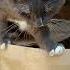 Криминальный авторитет Cat Shortsvideo