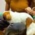 Dog And Girl Sex Fanny Video