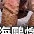 巨鉗一舉海鷗慘遭突襲 史上首例 力王椰子蟹 獵殺分食海鳥 關鍵時刻 20171113 3 黃創夏
