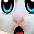 НОВЫЕ ПРИКОЛЫ С КОТАМИ 5 Пранков и приколов для животных кот Малыш и кошечка Мурка РАЗЫГРАНЫ