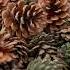 Strange Cones Made With Pine Nut