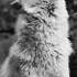 Wolf Sounds Howling Sound