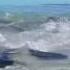 Giant Trevally Fish Confronts On The Prowl