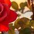Listen To This Music You Will Feel Better Heals The Soul And Is Good For The Heart Sergey Grischuk