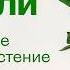 Плющ Хедера простое теневыносливое растение Да но есть нюанс