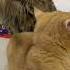 喵界治安队长 缅因猫 整治爱打架的小公猫一个眼神就够了