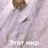 видео из тик ток про собак