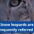 Snow Leopard The Ghost Of The Mountains Snowleopard Catshorts Shorts