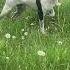 American Bred English Pointers On Point No Birds Injured RockDove Com