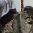 Я папиросочку возьму затарю пяточку Cat топ Funny кот