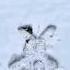 Мой зайка на снегу юлияuy Shorts Christmas Snow снег новыйгод юмор блогер