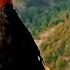 Kala Teetar Awaaz Teetar Ki Awaz Black Teetar Calling Partridge Voice Calling From Top Of Rock