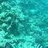 Ядовитая рыба крылатка Hurghada Red Sea Diving Club Deep Dream