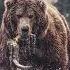 Events That Led To The Giant Short Faced Bear S Extinction