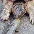 Turtle Speed Is
