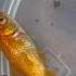 OJ The Goldfish Is Dying
