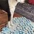 My Talking Dog Uses Her Buttons To Talk About The Past Talking Dog Buttons