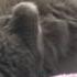 Aslan Kedi Rüya Görürse