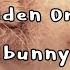 Bunny Bunny Bunny The Golden Orchestra Sub Español