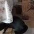 Принц задерживается Cat юмор кот принц конь