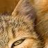 Кошачья музыка Кошачья музыка Успокаивающая музыка только для кошек