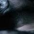 Aligator The Perfect Match Feat Daniel Kandi Official Video
