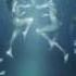 Pendulum Self Vs Self Feat In Flames