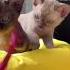 Пупсики бурма Cat бурманскиекотята котятабурмы бурманская бурмакотята Burmesekitten Burma