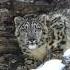 The Ghost Of The Mountains Snow LEOPARD Facts You Didn T Know Animalfacts