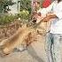 Monkey Play Tha Game Comedy Pets Funny Kabootarba Love Funnyanimals Funnypets