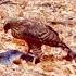 Goshawk On Fresh Kill