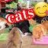ПИР КОТАМ как мы попали на праздник видосыоткота Cat Shortsvideo