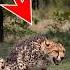 The Story Of The Wolf Who Saved The Cheetah S Life Animals Wolf Cheetahs