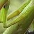 БИОСФЕРА 105 Богомол Обыкновенный Mantis Religiosa