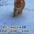 Как подзывают кошек в северных странах Shorts