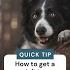 How To Get A Soft Blurry Background In Your Pet Photos