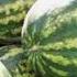 I Wanted To Eat A Watermelon Shortsvideo Shortsfeed Shorts Meme