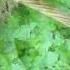 Making Leaf Wine