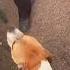 How To Correct Dominant Dog Dog Training And Psychology For Aggression Pit Bull Dogtraining Dog
