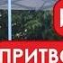 Белки и незаменимые аминокислоты Бред медиков уже достал Фролов Ю А