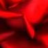 FAUSTO PAPETTI PETITE FLEUR HD
