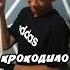 Крокодило бильярдино