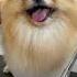 Ничего милее сегодня вы уже не увидите милота Fyp шпиц Dog Viral Pet собака Animal Puppy