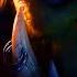 World Of Warcraft Battle For Azeroth Saurfang Old Soldier Cinematic Trailer
