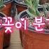 꽃이 예쁜 수미미티 다육이 꽃꽂이 분갈이 해봤어요 핑크꽃 핑크화분 Succulent Plants 多肉植物 Suculentas