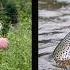 The Biggest Beginner Fly Fishing Mistakes And How To Fix Them Ep 91