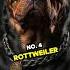 Top 8 Dangerous Dog Breeds That Could Kill You